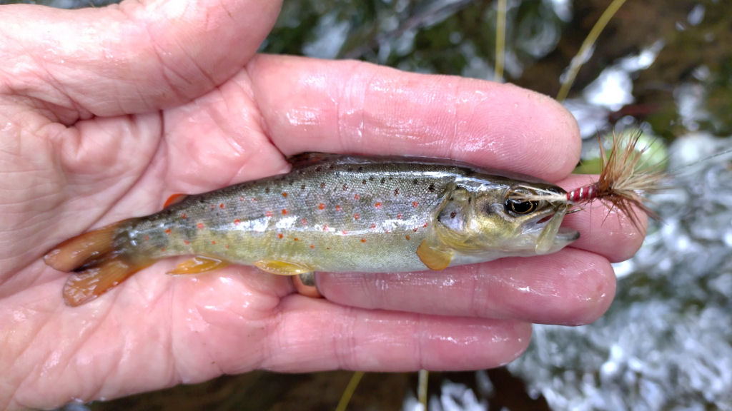 Photo of the greedy little trout